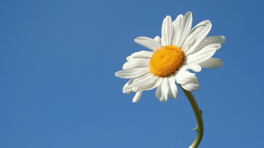 White Daisy In Blue Wallpaper