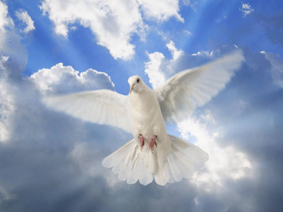 White Dove Bird Under Clouds Wallpaper