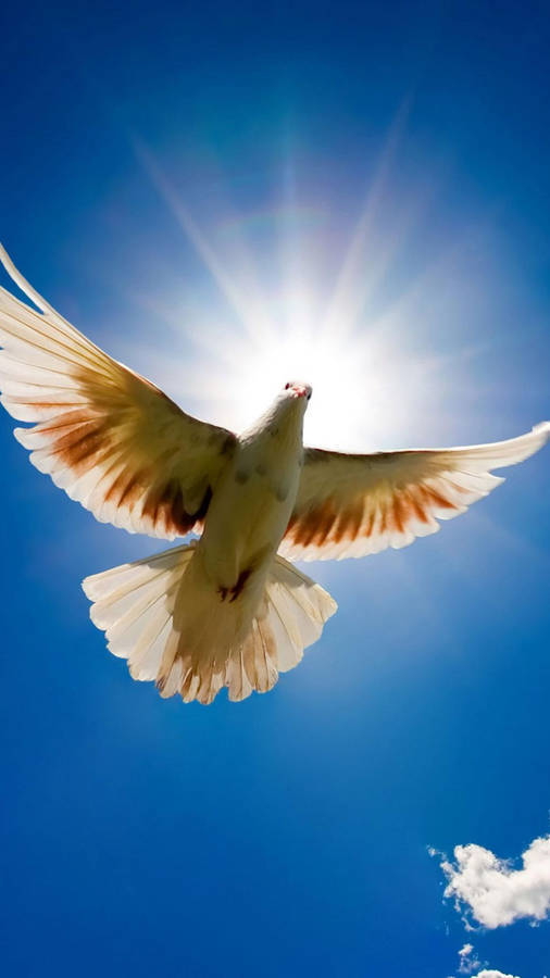 White Dove In The Sky Wallpaper