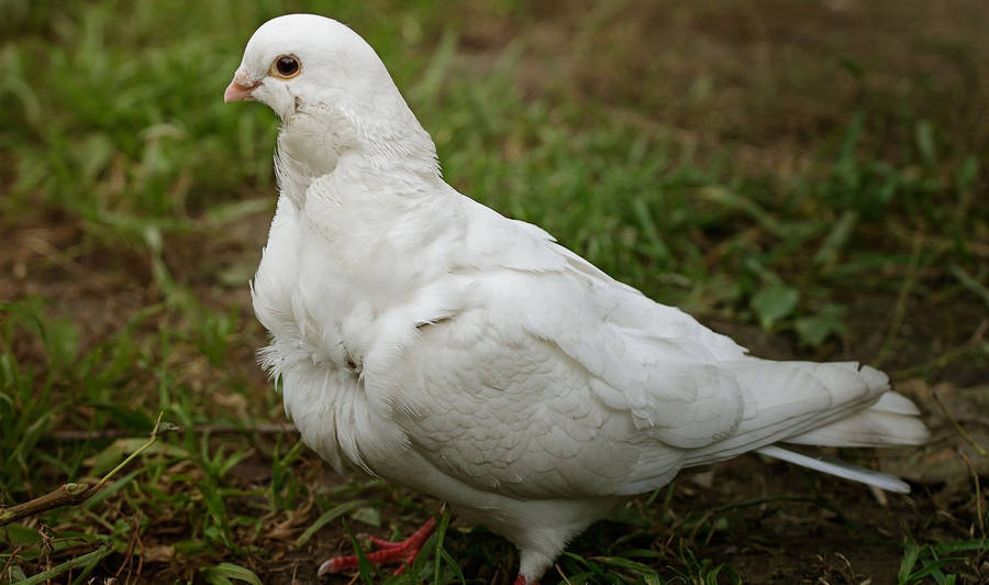 White Dove Side Angle Shot On The Grass Wallpaper