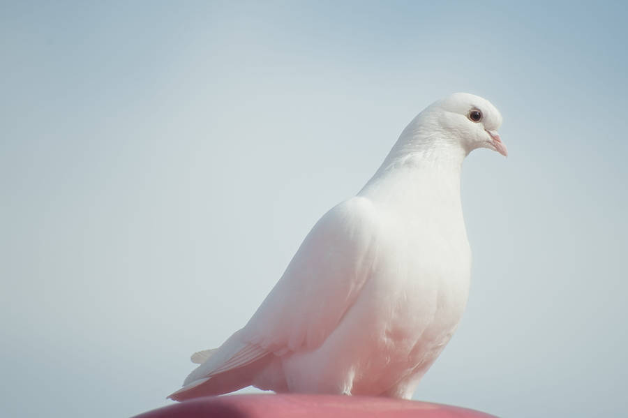 White Dove Side-view Shot Wallpaper
