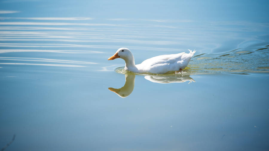 White Duck In Blue Lake Wallpaper