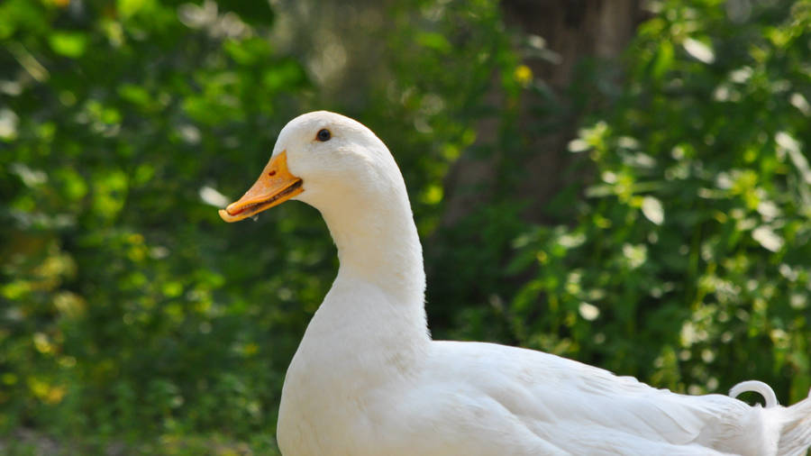 White Duck In Focus Wallpaper