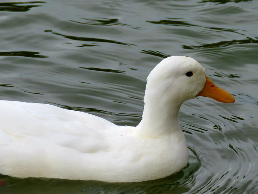 White Duck Water Ripples Wallpaper