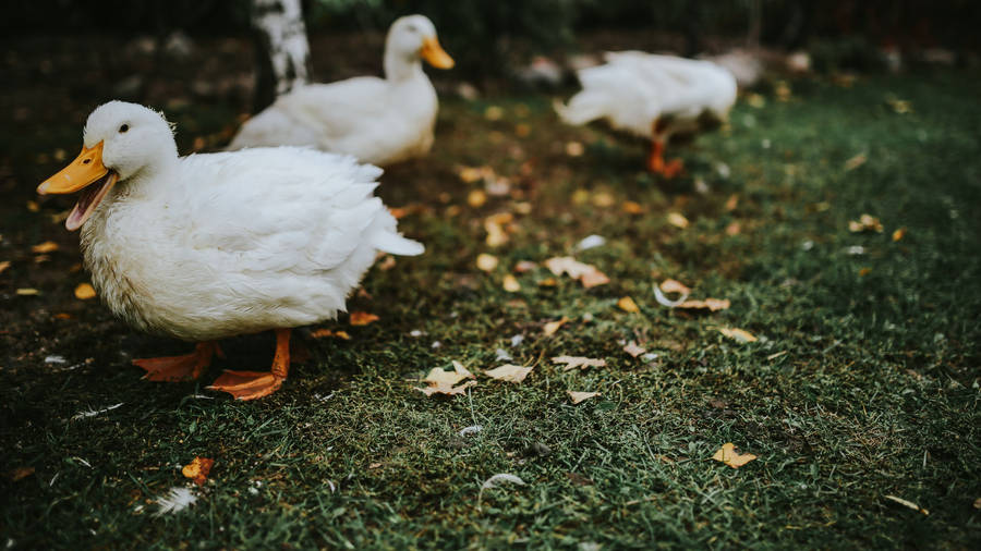 White Ducklings In Grass Field Wallpaper