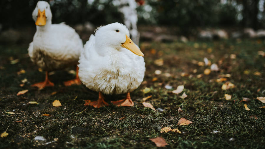 White Ducks On Grass Wallpaper