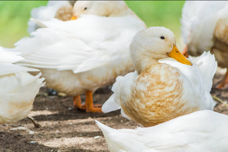 White Ducks With Brown Feathers Wallpaper