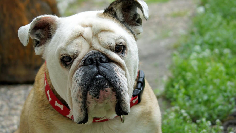 White English Bulldog Wallpaper