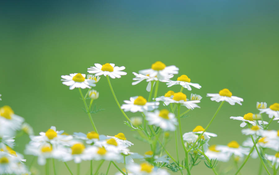 White English Daisy Garden Wallpaper