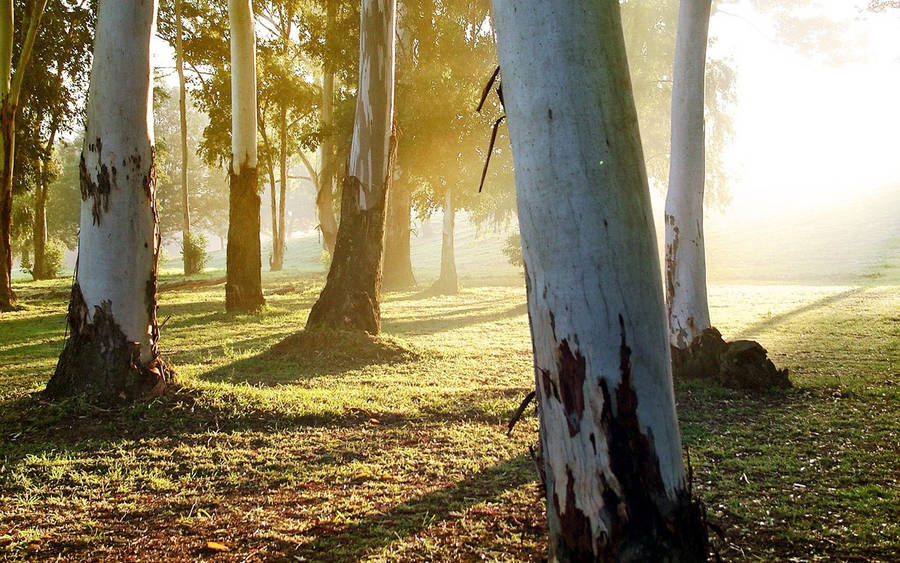 White Eucalyptus Trunk Wallpaper