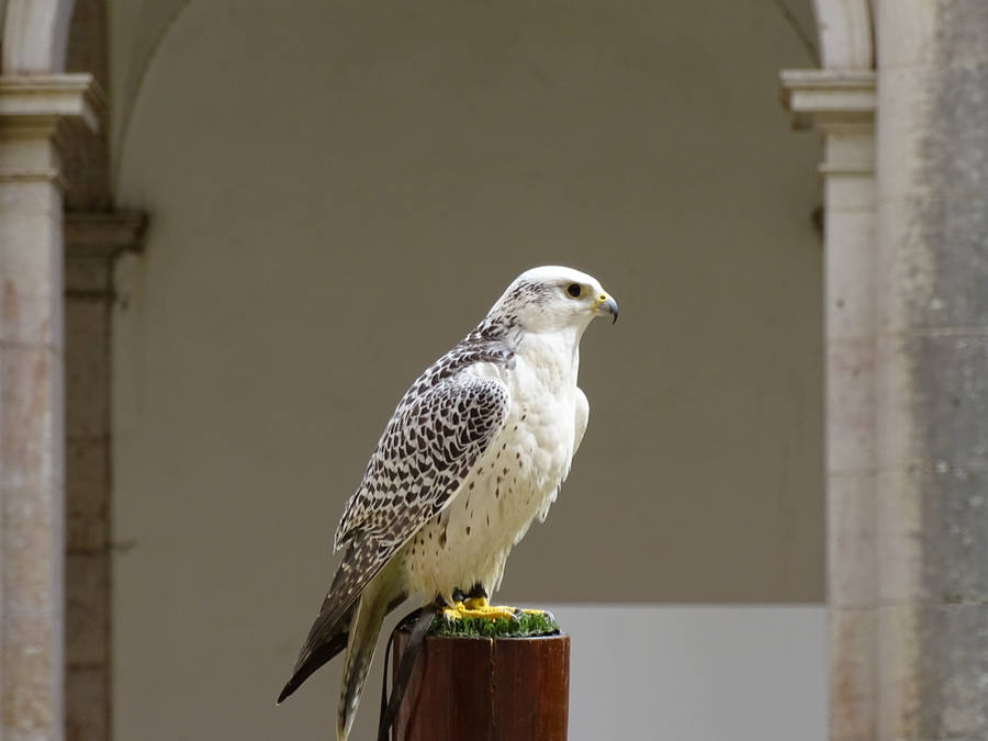 White Falcon With Black Specks Wallpaper