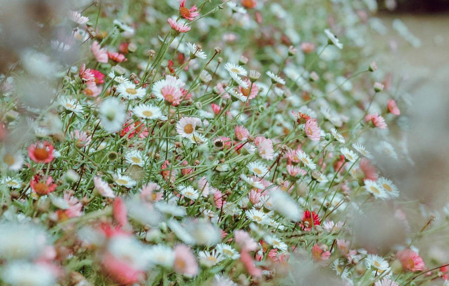 White Flower Bush Wallpaper