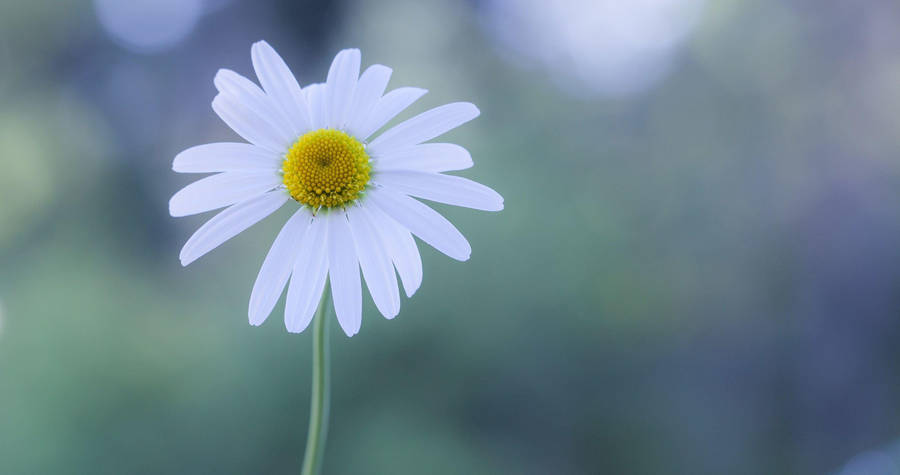 White Flower Chamomile Wallpaper