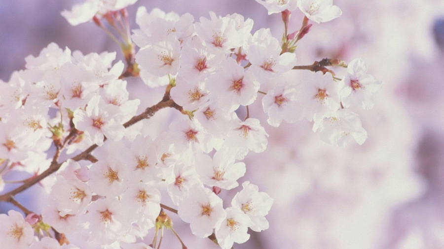 White Flower Cherry Blossom Wallpaper