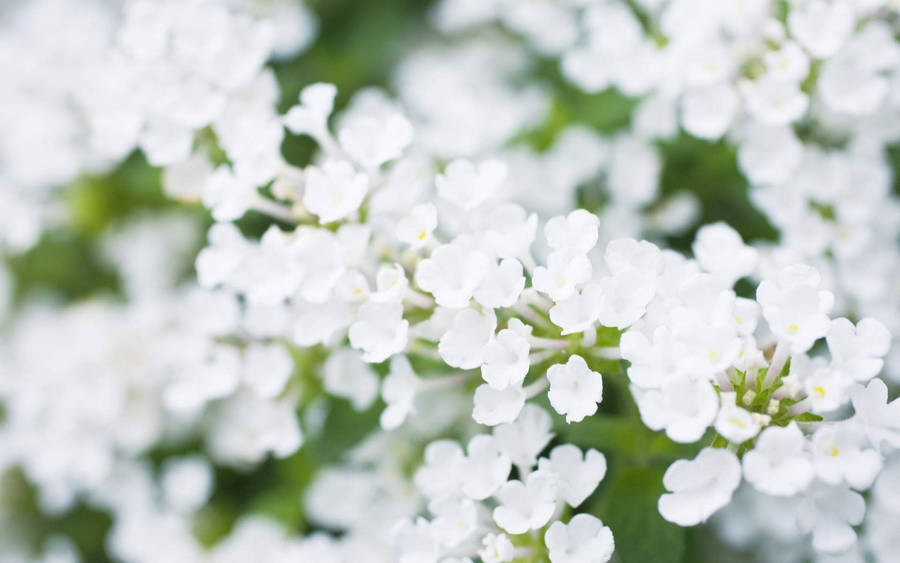 White Flower Close-up Focus Wallpaper