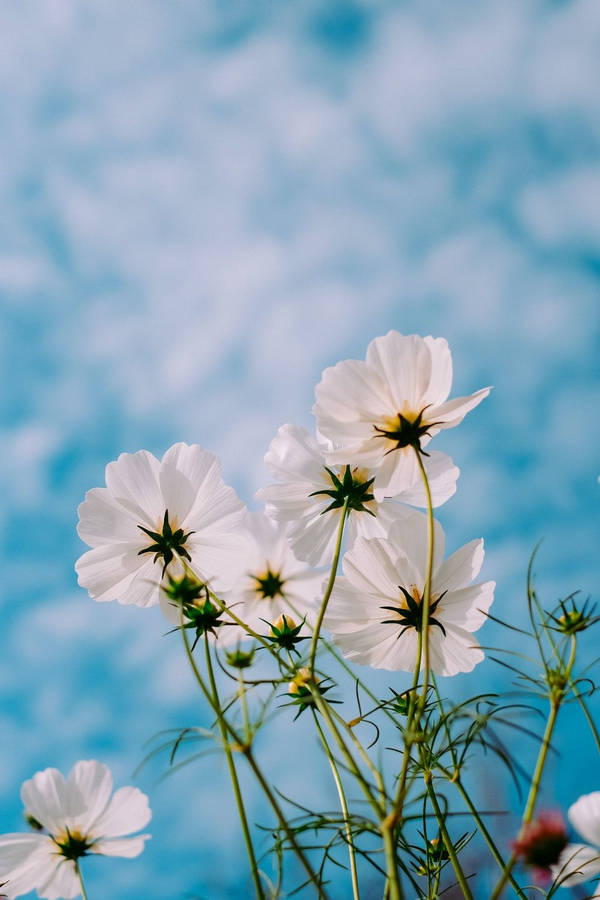 White Flower Cosmos Wallpaper