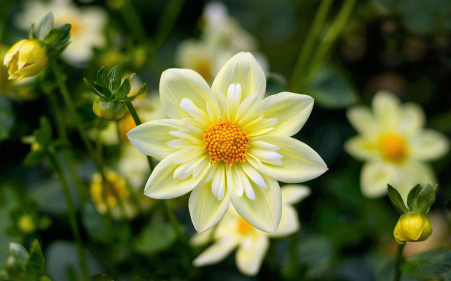 White Flower Dahlias Wallpaper