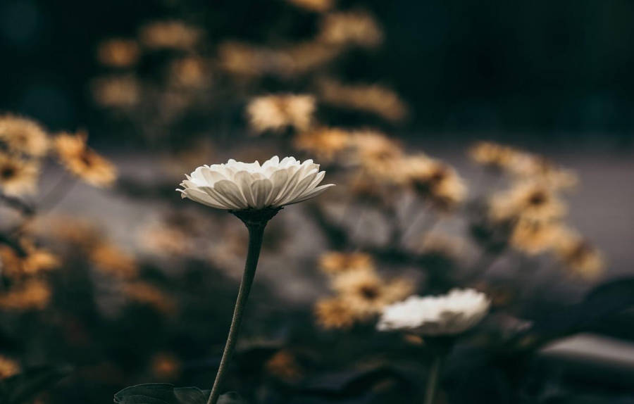 White Flower Focused Wallpaper