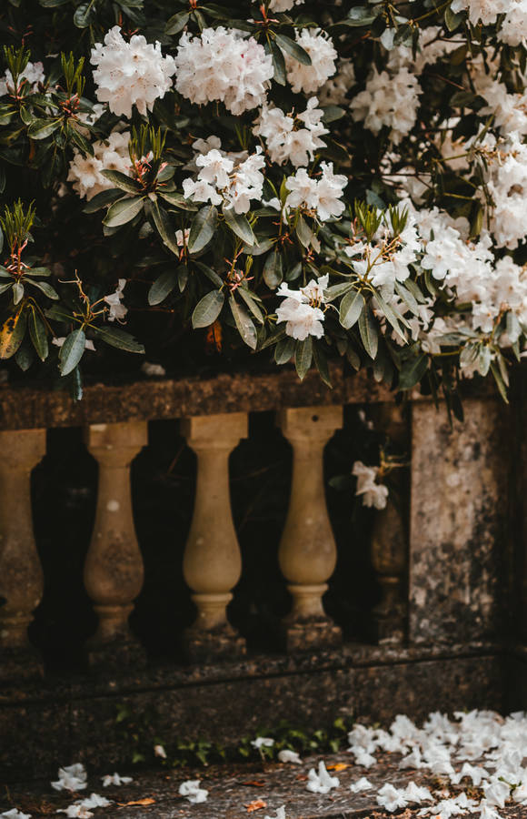 White Flower Garden With A Ledge Wallpaper