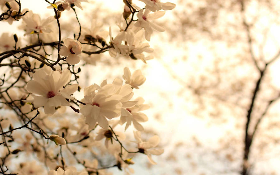 White Flower Golden Light Wallpaper