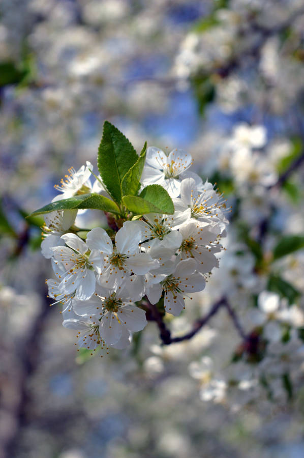 White Flower Green Leaf Wallpaper