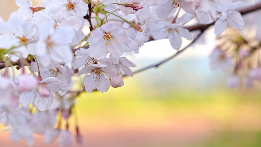 White Flower Pink Backdrop Wallpaper