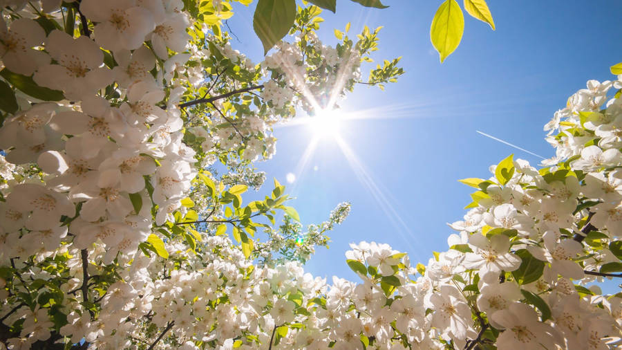 White Flower Sunny Wallpaper