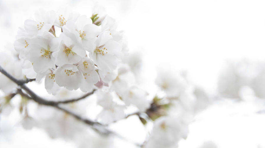 White Flower Tiny Wallpaper