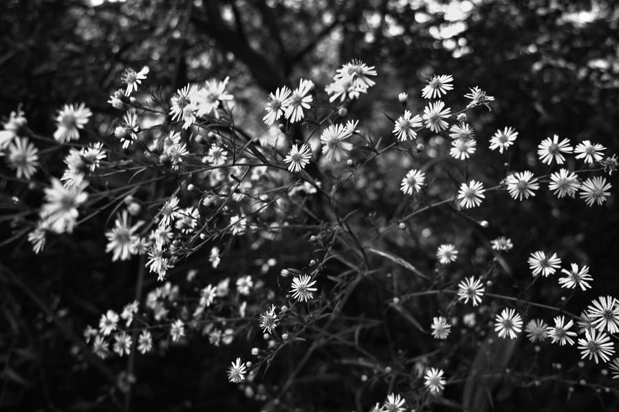 White Flower Wildlflowers Wallpaper