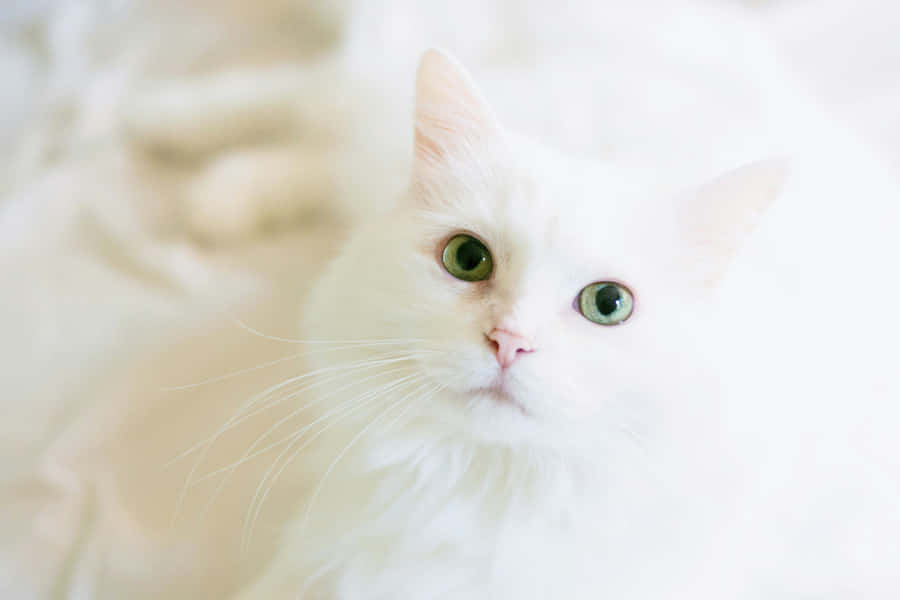 White Fluffy Cat Green Eyes.jpg Wallpaper