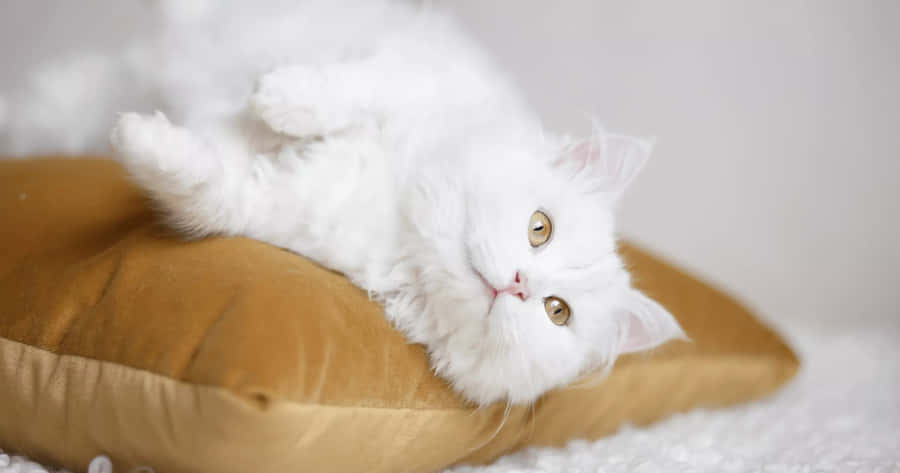 White Fluffy Cat Relaxingon Cushion.jpg Wallpaper