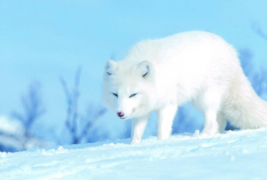 White Fox In Cyan Nature Wallpaper