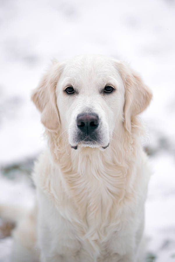 White Golden Retriever Dog Staring Wallpaper