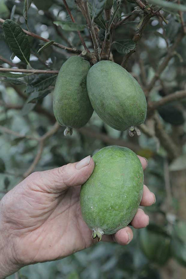 White Goose Feijoas Wallpaper