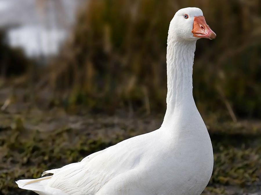 White Goose Relaxing On Farm Wallpaper