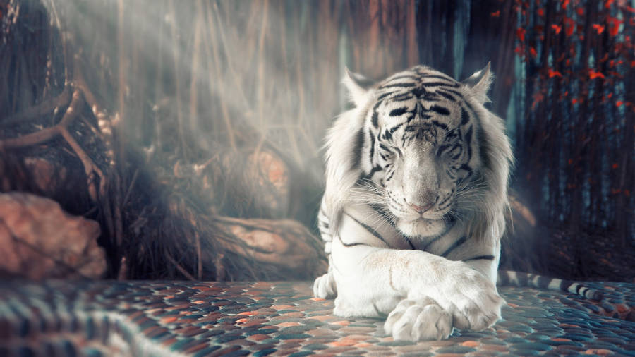 White Harimau With Sun Rays Wallpaper