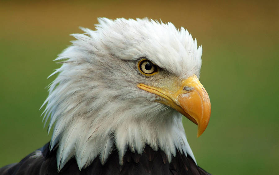 White-headed Bald Eagle Wallpaper