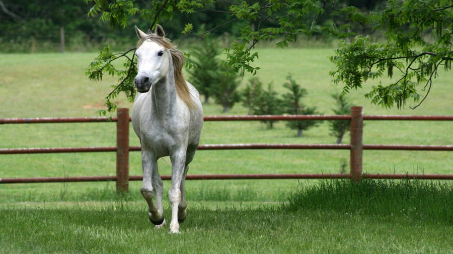 White Horse On Yard Wallpaper