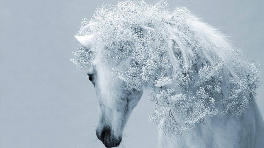 White Horse's Majestic Mane Wallpaper