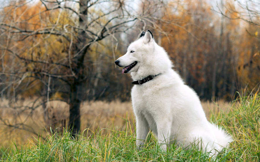 White Husky Side Profile Wallpaper