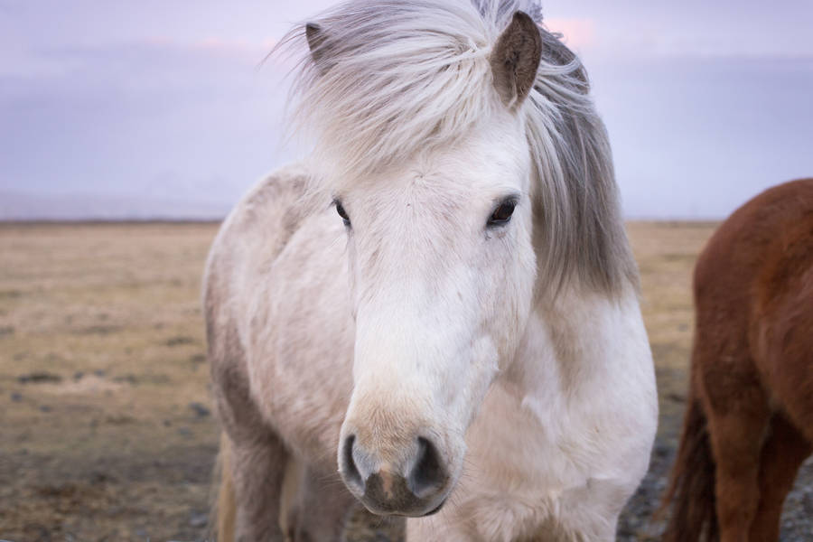 White Icelandic Horse Face Wallpaper