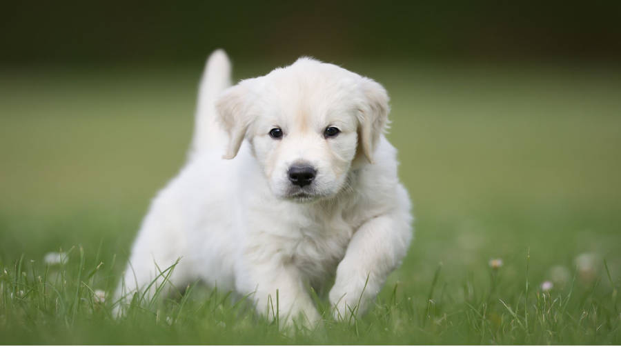 White Labrador Baby Dog Running Wallpaper