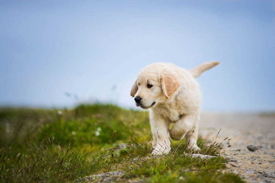 White Labrador Puppy Wallpaper