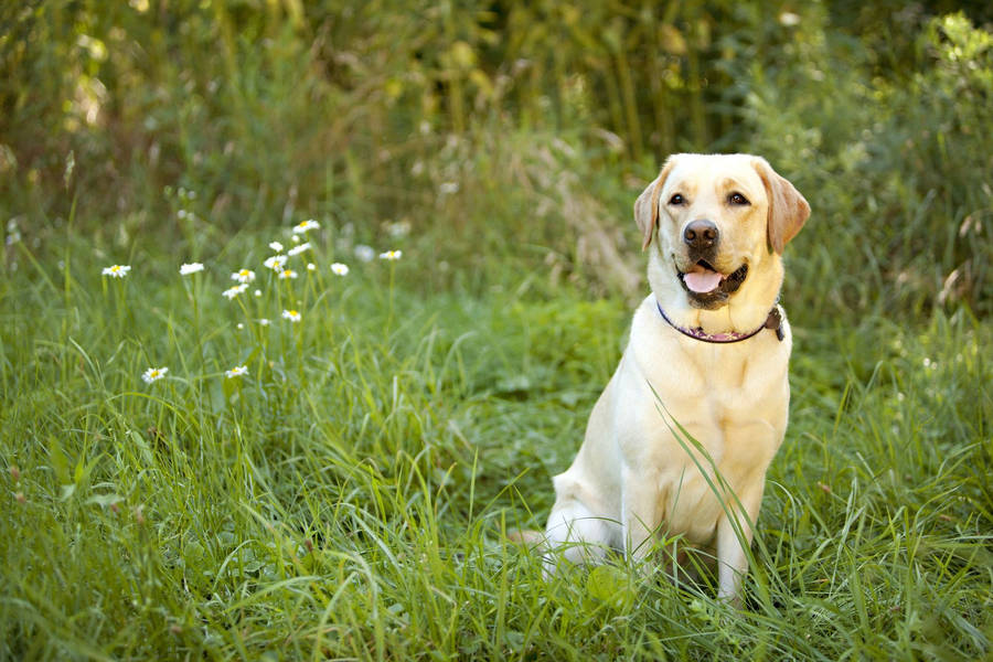 White Labrador Retriever Wallpaper