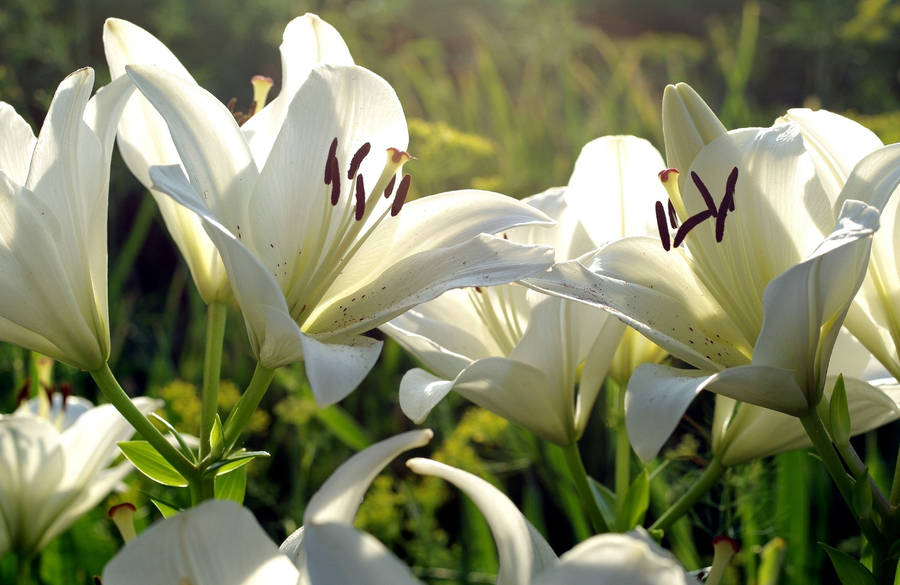 White Lily Eyeliner Wallpaper