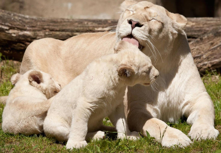 White Lion Bath Time Wallpaper