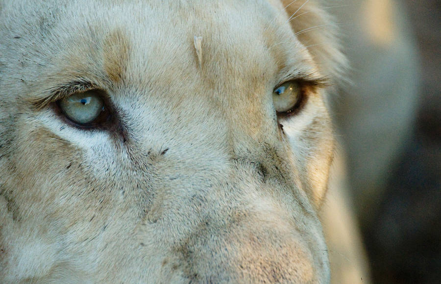 White Lion Eyes Wallpaper