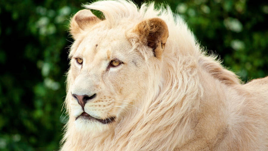 White Lion Golden Eyes Wallpaper