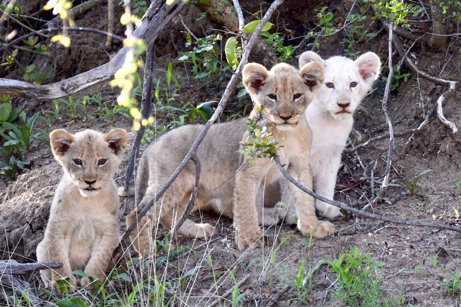 White Lion Playmates Wallpaper