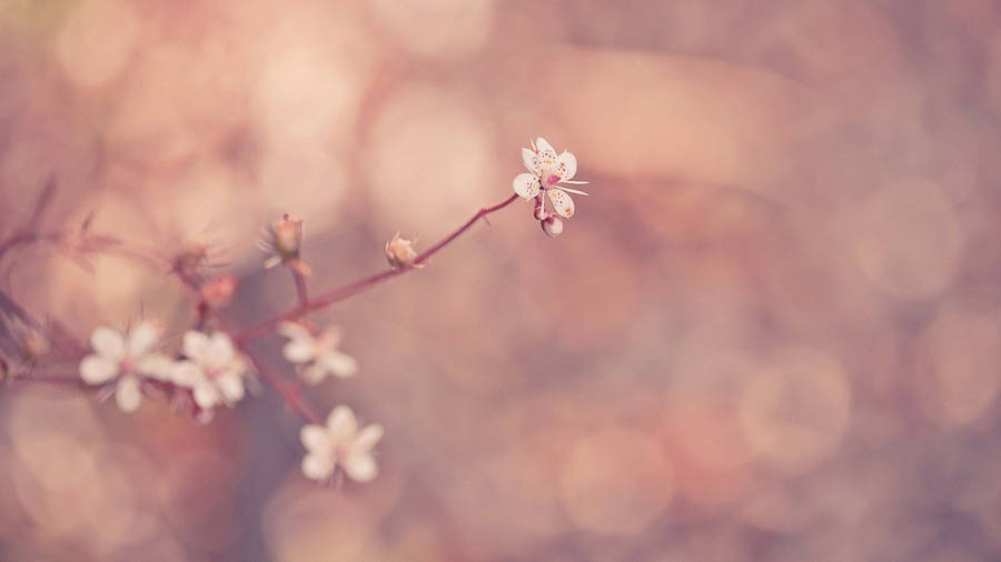 White Macro Flowers With Pink Dots Wallpaper